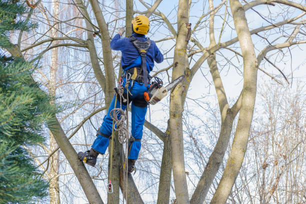 How Our Tree Care Process Works  in  Canby, MN